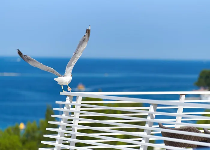 Szálloda Albatros Plava Laguna Poreč